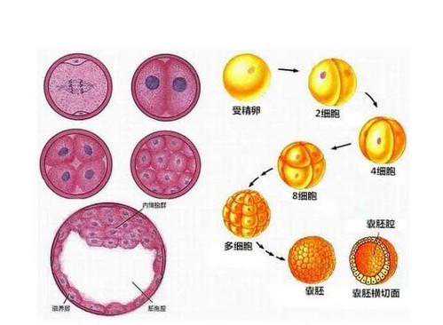蓟县55岁供卵试管过程_试管移植胚胎着床过程图