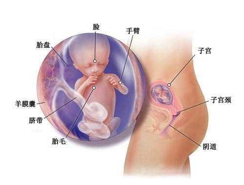 北京代生子合同_台州第三代试管婴儿大概费用